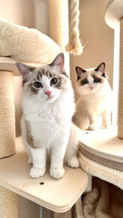 Traumhaftes Ragdoll- Kitten mit Stammbaum (Blue Bicolor & Seal Bicolor)