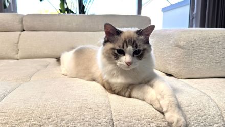 Traumhaftes Ragdoll- Kitten mit Stammbaum (Blue Bicolor & Seal Bicolor)