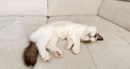 Traumhaftes Ragdoll- Kitten mit Stammbaum (Blue Bicolor & Seal Bicolor)