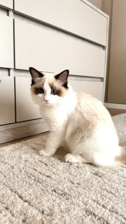 Traumhaftes Ragdoll- Kitten mit Stammbaum (Blue Bicolor & Seal Bicolor)