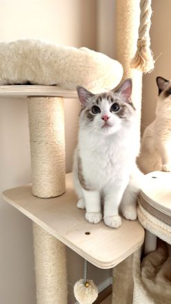 Traumhaftes Ragdoll- Kitten mit Stammbaum (Blue Bicolor & Seal Bicolor)
