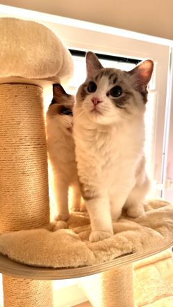 Traumhaftes Ragdoll- Kitten mit Stammbaum (Blue Bicolor & Seal Bicolor)