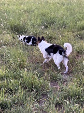 Toy Australian Shepherd