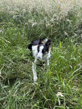 Toy Australian Shepherd
