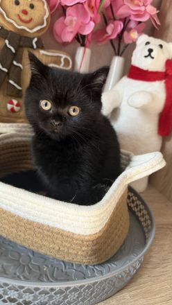 Exzellente BKH-Kitten (11 Wochen)