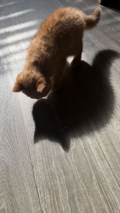 Exzellente BKH-Kitten (11 Wochen)