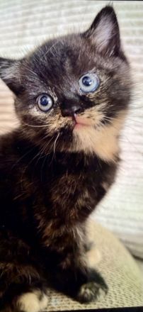 Exzellente BKH-Kitten (11 Wochen)