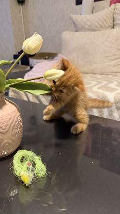 Exzellente BKH-Kitten (11 Wochen)