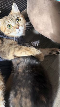 Exzellente BKH-Kitten (11 Wochen)