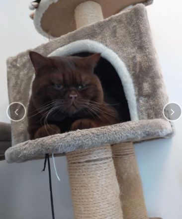 Exzellente BKH-Kitten (11 Wochen)