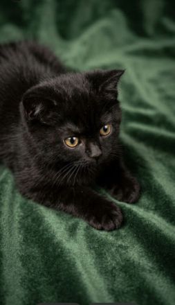 Exzellente BKH-Kitten (11 Wochen)