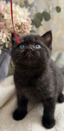 Exzellente BKH-Kitten (11 Wochen)