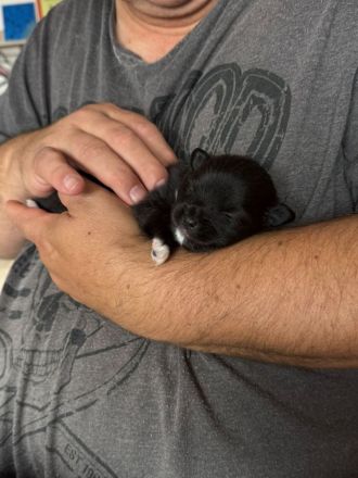 Unsere Pomchi Welpen sind da!