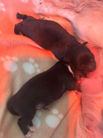 Unsere Pomchi Welpen sind da!