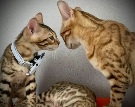 Reinrassiger Bengal-Kater Kitten | Brown Spotted Tabby | Stammbaum