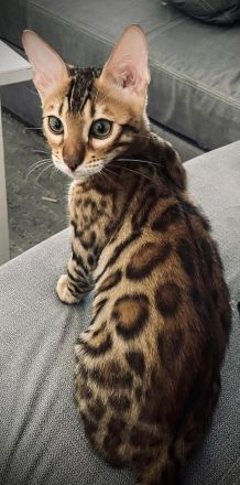 Reinrassiger Bengal-Kater Kitten | Brown Spotted Tabby | Stammbaum