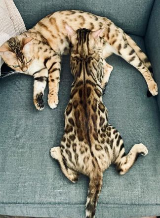 Reinrassiger Bengal-Kater Kitten | Brown Spotted Tabby | Stammbaum