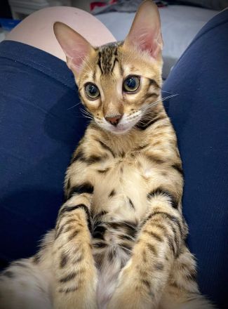 Reinrassiger Bengal-Kater Kitten | Brown Spotted Tabby | Stammbaum