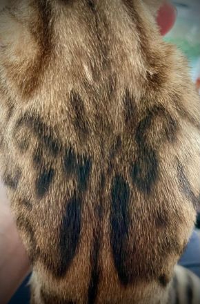 Reinrassiger Bengal-Kater Kitten | Brown Spotted Tabby | Stammbaum
