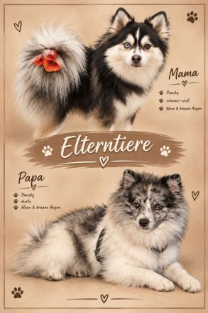 Niedliche Mini-Husky (Pomsky) Mädchen