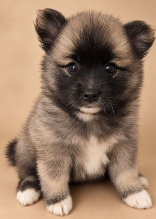 Niedliche Mini-Husky (Pomsky) Mädchen