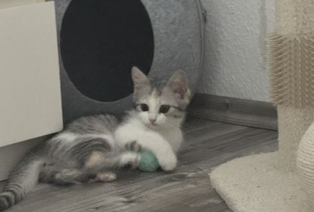 Zwei zauberhafte BKH-Mix Bärchen bereit fürs neue Abenteuer! ✨