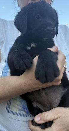 Labrador-Bernersennen Welpen