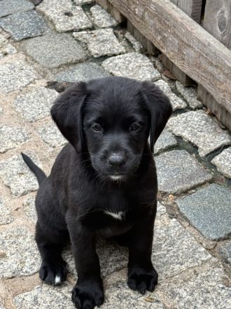 Labrador-Bernersennen Welpen