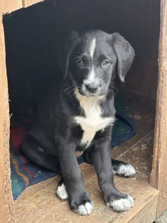Labrador-Bernersennen Welpen