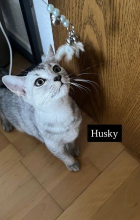 4 bezaubernde Katzen suchen ein liebevolles Zuhause – Puma, Diva, Bambi & Husky