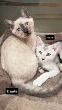 4 bezaubernde Katzen suchen ein liebevolles Zuhause – Puma, Diva, Bambi & Husky