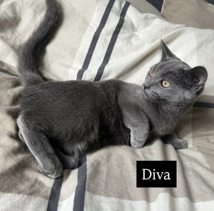 4 bezaubernde Katzen suchen ein liebevolles Zuhause – Puma, Diva, Bambi & Husky