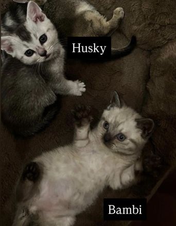 4 bezaubernde Katzen suchen ein liebevolles Zuhause – Puma, Diva, Bambi & Husky