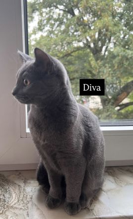 4 bezaubernde Katzen suchen ein liebevolles Zuhause – Puma, Diva, Bambi & Husky