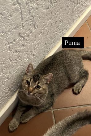 4 bezaubernde Katzen suchen ein liebevolles Zuhause – Puma, Diva, Bambi & Husky