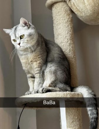 4 bezaubernde Katzen suchen ein liebevolles Zuhause – Puma, Diva, Bambi & Husky