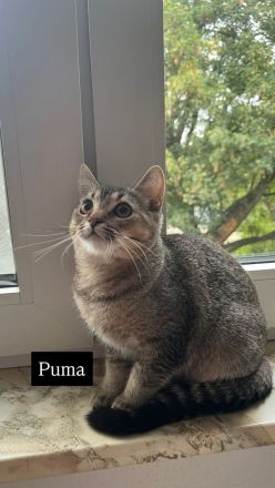 4 bezaubernde Katzen suchen ein liebevolles Zuhause – Puma, Diva, Bambi & Husky