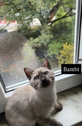 4 bezaubernde Katzen suchen ein liebevolles Zuhause – Puma, Diva, Bambi & Husky