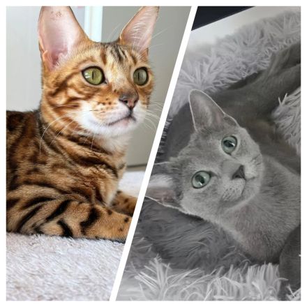 Springel Bengal/Russisch Blau