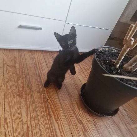 Kitten