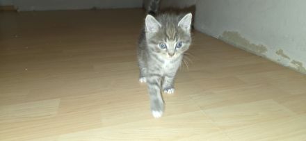 Kitten