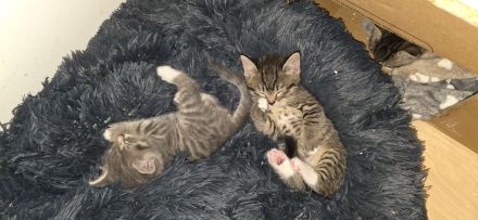 Kitten