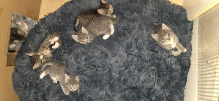 Kitten