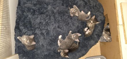 Kitten