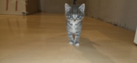 Kitten