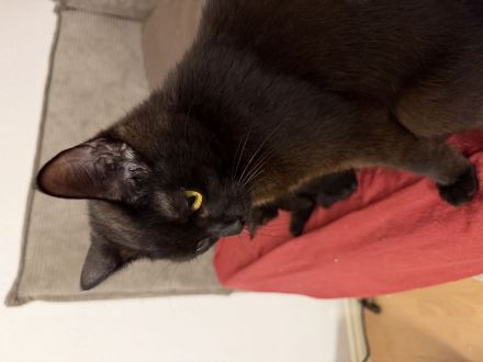 Liebevolle Katze sucht ein schönes Für-immer-Zuhause 🐾❤️