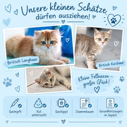 BKH und BLH Kitten dürfen ausziehen