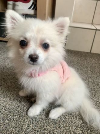 Pomchi Welpe