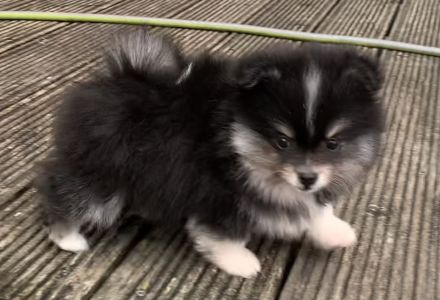 Pomerian/Zwergspitz Welpen