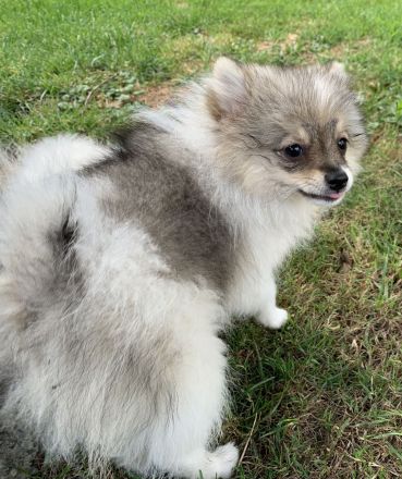 Pomerian/Zwergspitz Welpen